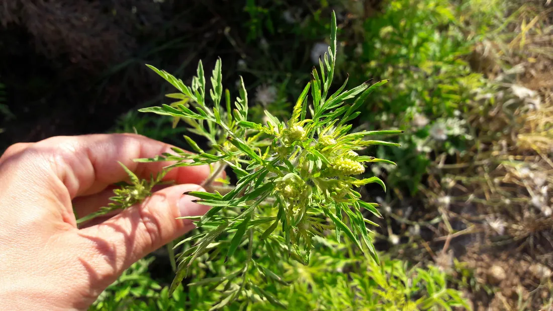 Pollens : la campagne de surveillance de l’ambroisie débute aujourd’hui